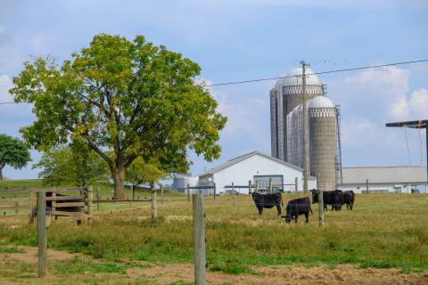 Cows in a field with silos at the C. Oran Little Research Farm