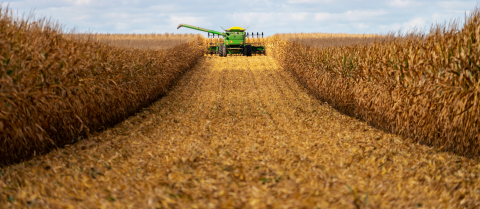 A combine moves steadily through a cornfield