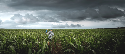 A person in a checkered shirt carries a child through a vast cornfield under a cloudy, dark sky